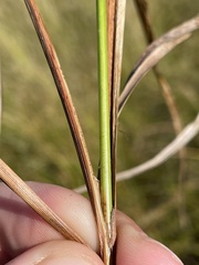 Carex utriculata