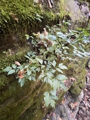 Xanthorhiza simplicissima