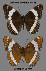 Limenitis arthemis rubrofasciata