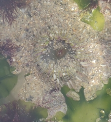 Aulactinia verrucosa