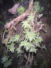 Sphagnum