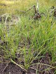 Carex senta