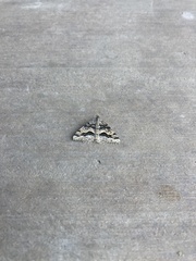 Frederickia s-signata