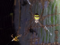 Argiope minuta