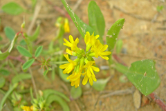 Trigonella corniculata