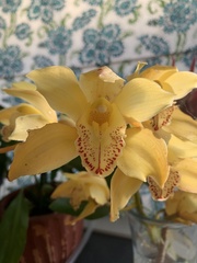 Cymbidium