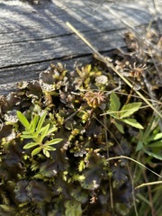 Marchantia polymorpha
