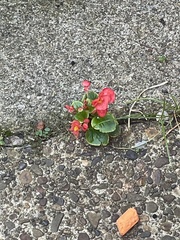Begonia semperflorens-cultorum
