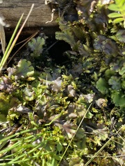 Marchantia polymorpha