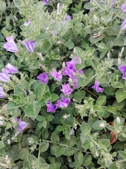 Barleria obtusa