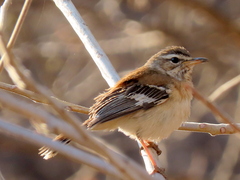 Cercotrichas leucophrys ovamboensis