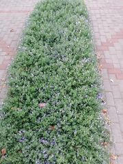 Barleria obtusa