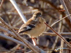 Cercotrichas leucophrys ovamboensis