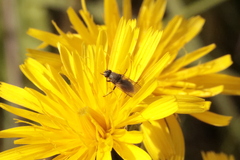 Muscoidea