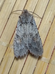 Lithophane ornitopus