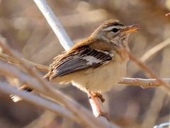 Cercotrichas leucophrys ovamboensis