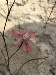 Moraea