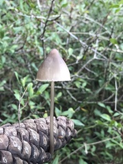 Mycena seynii