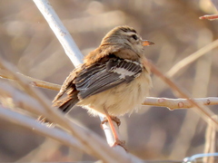 Cercotrichas leucophrys ovamboensis