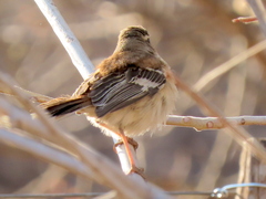 Cercotrichas leucophrys ovamboensis