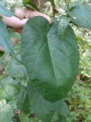 Gonolobus suberosus