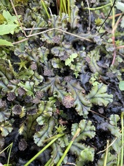 Marchantia