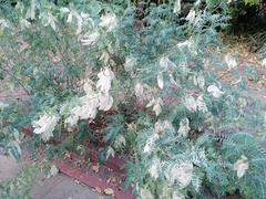 Lessertia frutescens