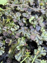 Marchantia