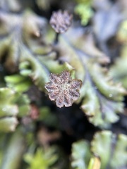 Marchantia