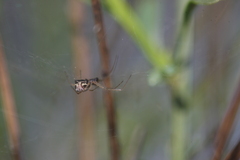 Frontinellina frutetorum