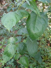 Gonolobus suberosus