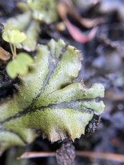 Marchantia