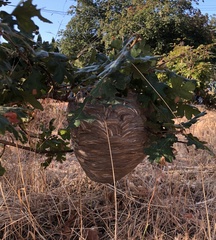 Dolichovespula maculata