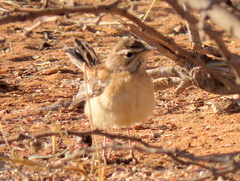 Cercotrichas leucophrys ovamboensis