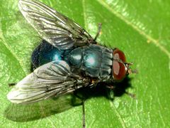 Calliphoroides antennatis