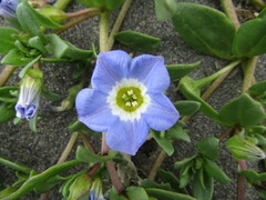 Nolana paradoxa
