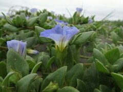 Nolana paradoxa