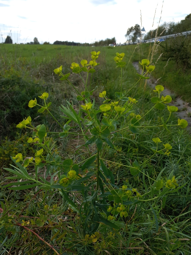 Boissier's Spurge