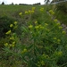 Euphorbia saratoi - Photo 由 Pavel Kúr 所上傳的 不保留任何權利