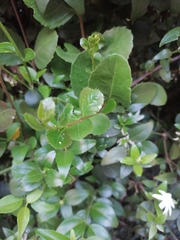 Jasminum