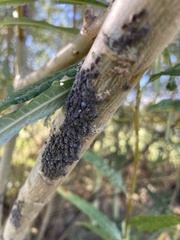Brevicoryne brassicae
