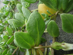 Nolana paradoxa