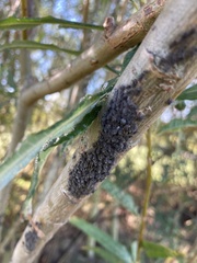 Brevicoryne brassicae