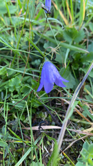 Campanula rotundifolia