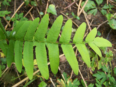 Osmunda regalis