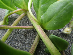 Nolana paradoxa