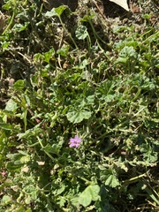 Malva