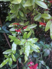Jasminum