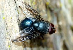 Calliphoroides antennatis