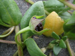 Nolana paradoxa